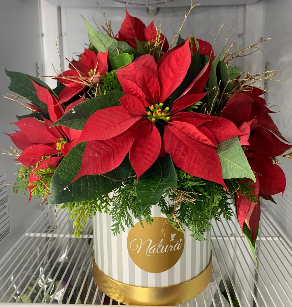 Box de la noche buena.