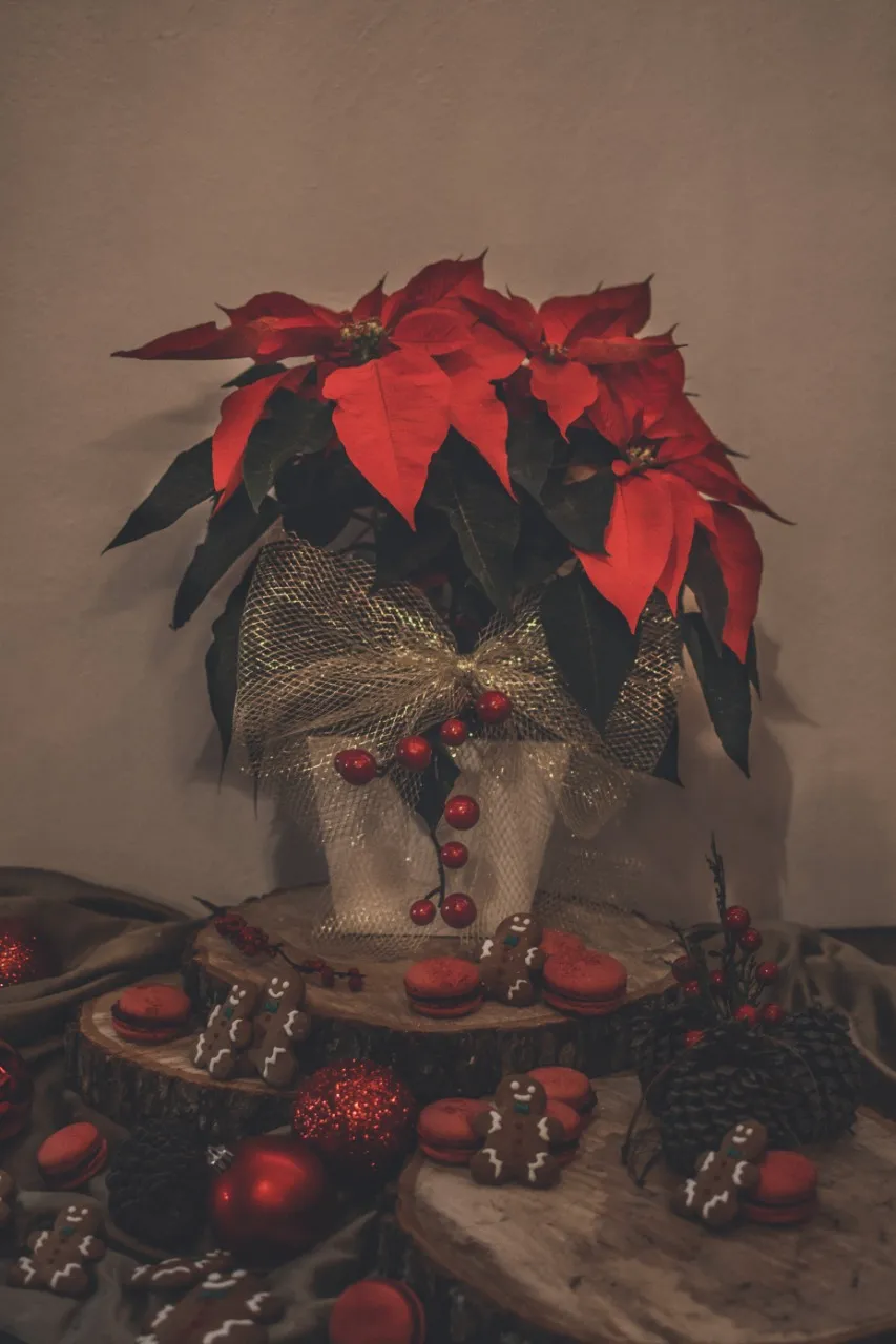 Maceta Noche Buena