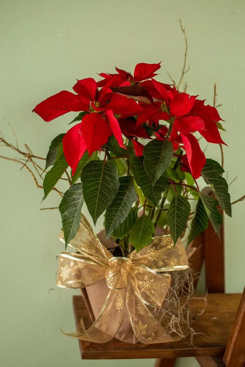 Maceta de noche buena.