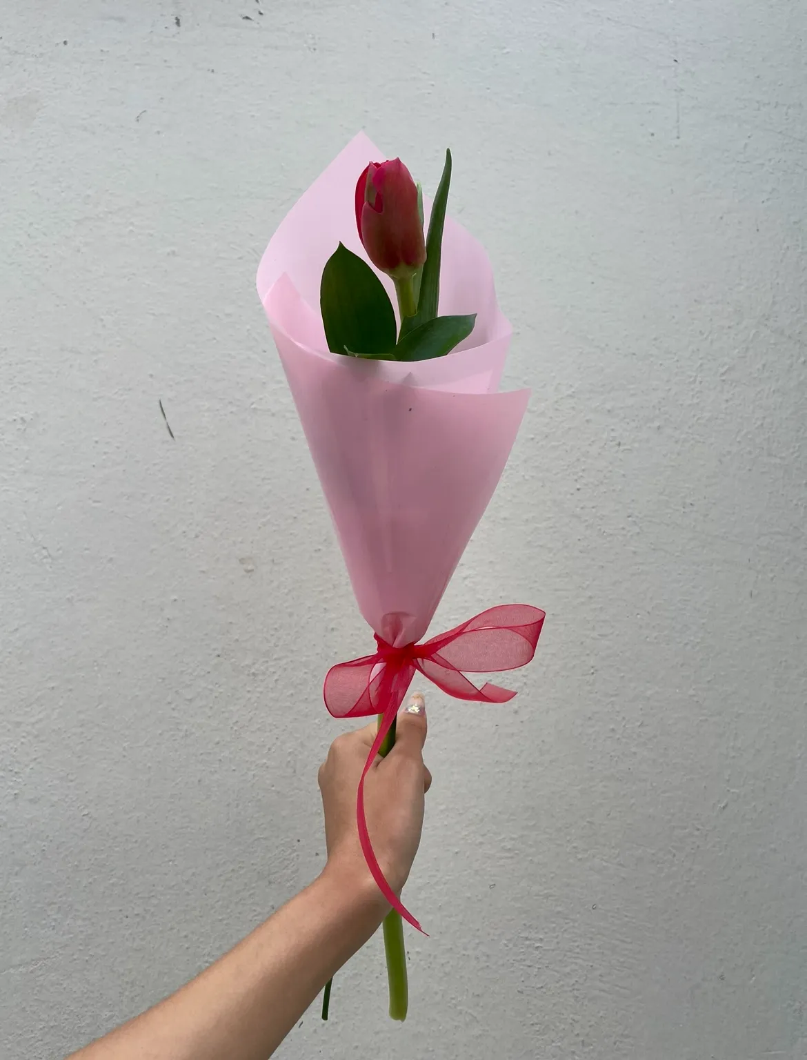 Tulipan individual